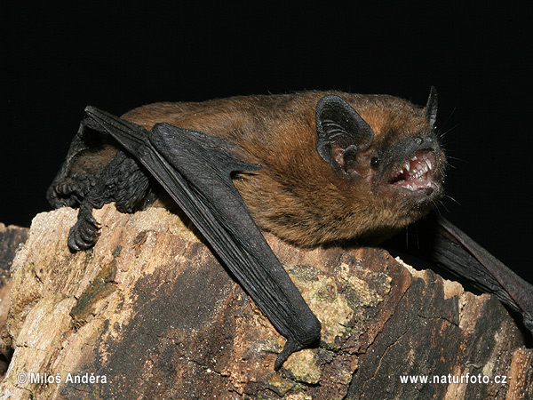 Netopier hvízdavý (Pipistrellus pipistrellus)