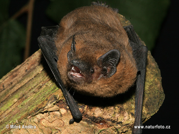 Netopier hvízdavý (Pipistrellus pipistrellus)