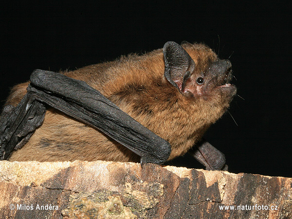 Netopier hvízdavý (Pipistrellus pipistrellus)