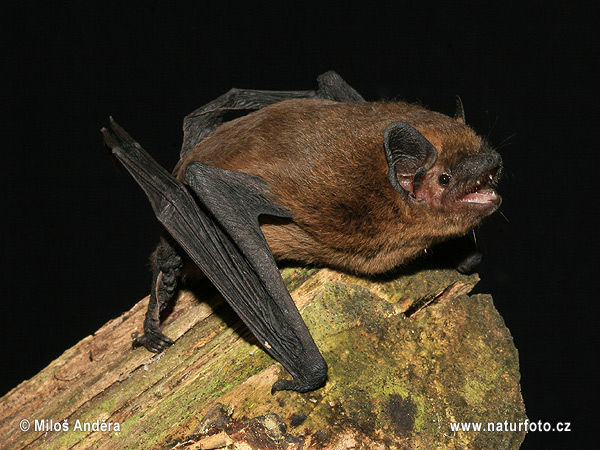 Netopier hvízdavý (Pipistrellus pipistrellus)