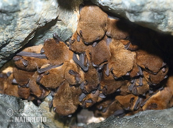 Netopier hvízdavý (Pipistrellus pipistrellus)