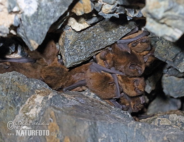 Netopier hvízdavý (Pipistrellus pipistrellus)