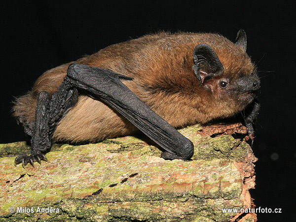 Netopier hvízdavý (Pipistrellus pipistrellus)