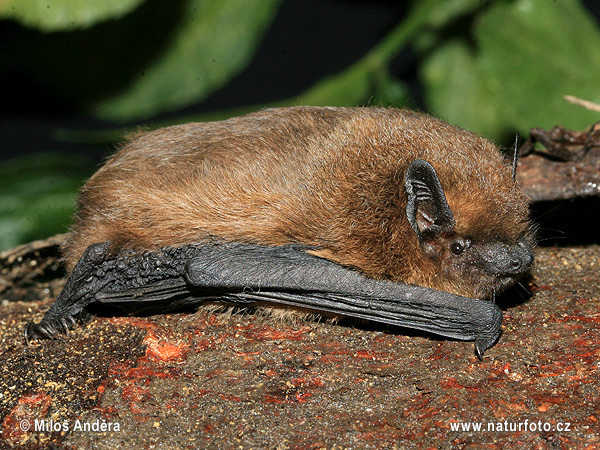 Netopier hvízdavý (Pipistrellus pipistrellus)