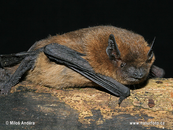 Netopier hvízdavý (Pipistrellus pipistrellus)