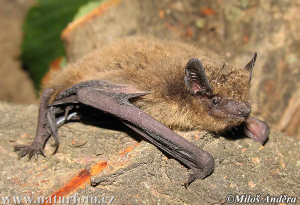 Netopier parkový (Pipistrellus nathusii)