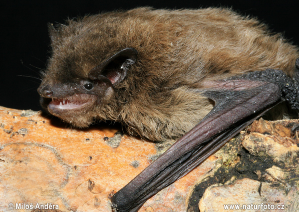 Netopier parkový (Pipistrellus nathusii)