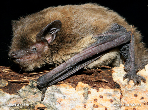 Netopier parkový (Pipistrellus nathusii)