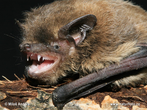 Netopier parkový (Pipistrellus nathusii)