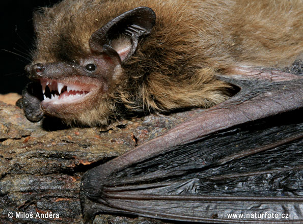 Netopier parkový (Pipistrellus nathusii)