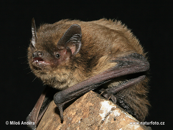 Netopier parkový (Pipistrellus nathusii)