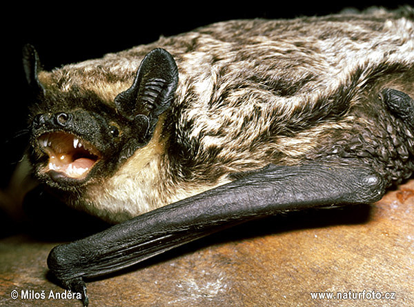 Netopier pestrý Večernica pestrá (Vespertilio murinus)