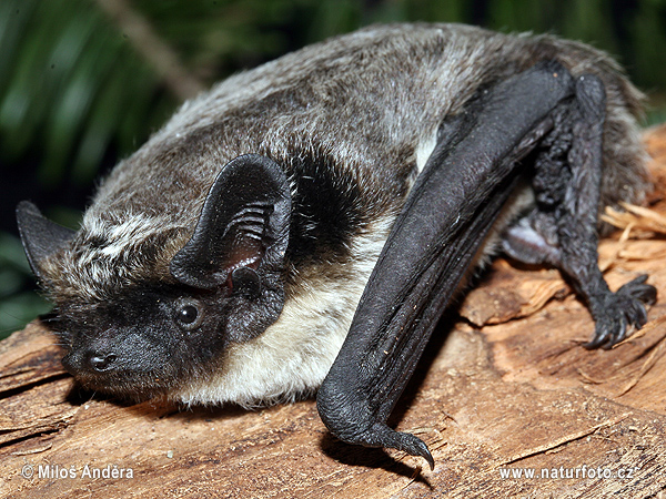 Netopier pestrý Večernica pestrá (Vespertilio murinus)