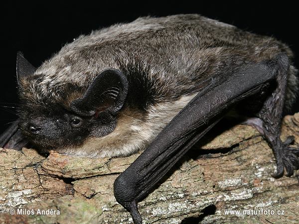 Netopier pestrý Večernica pestrá (Vespertilio murinus)