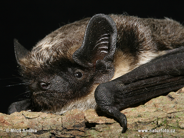 Netopier pestrý Večernica pestrá (Vespertilio murinus)