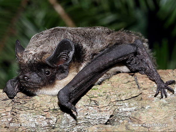 Netopier pestrý Večernica pestrá (Vespertilio murinus)