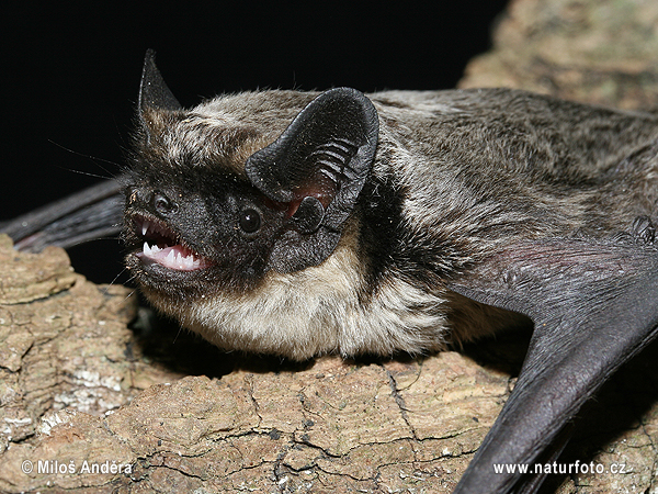 Netopier pestrý Večernica pestrá (Vespertilio murinus)