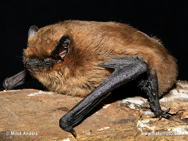 Netopier pískavý (Pipistrellus pygmaeus)