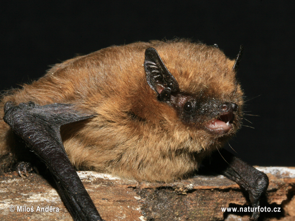 Netopier pískavý (Pipistrellus pygmaeus)