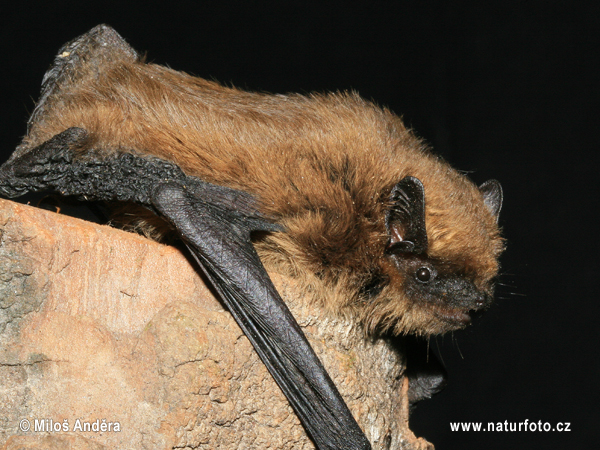 Netopier pískavý (Pipistrellus pygmaeus)