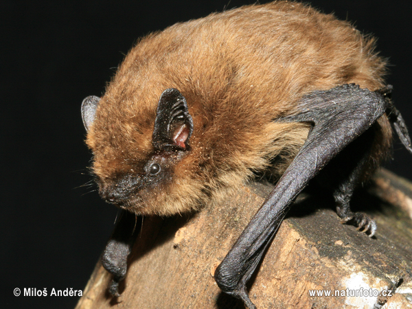 Netopier pískavý (Pipistrellus pygmaeus)