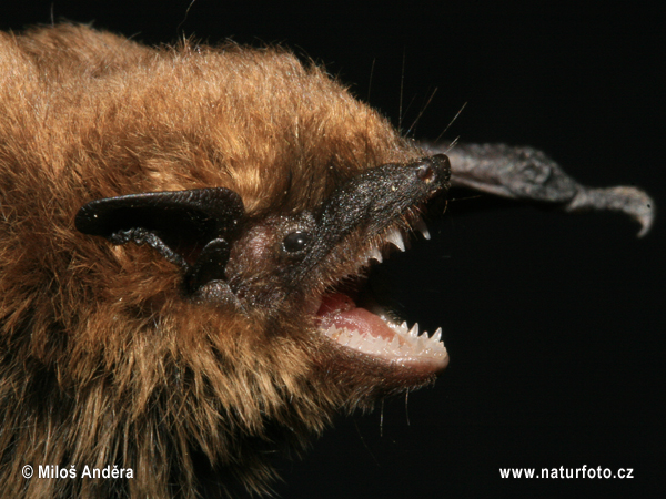 Netopier pískavý (Pipistrellus pygmaeus)