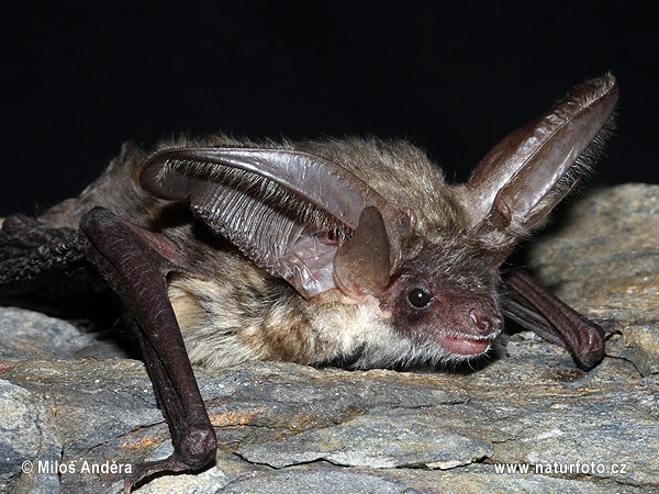 Netopier sivý (Plecotus austriacus)