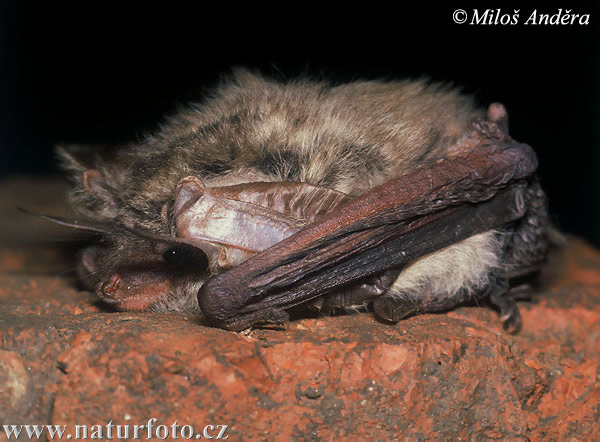 Netopier sivý (Plecotus austriacus)