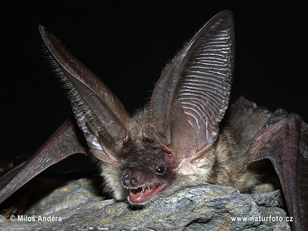 Netopier sivý (Plecotus austriacus)