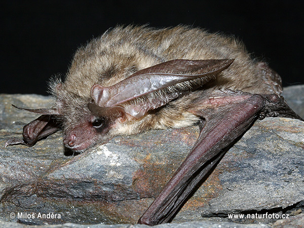 Netopier sivý (Plecotus austriacus)