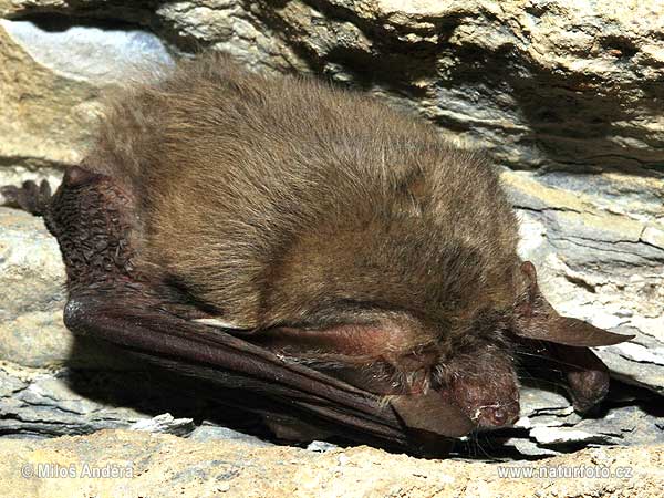 Netopier sivý (Plecotus austriacus)