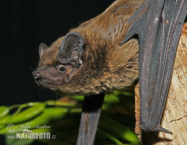 Netopier stromový (Nyctalus leisleri)