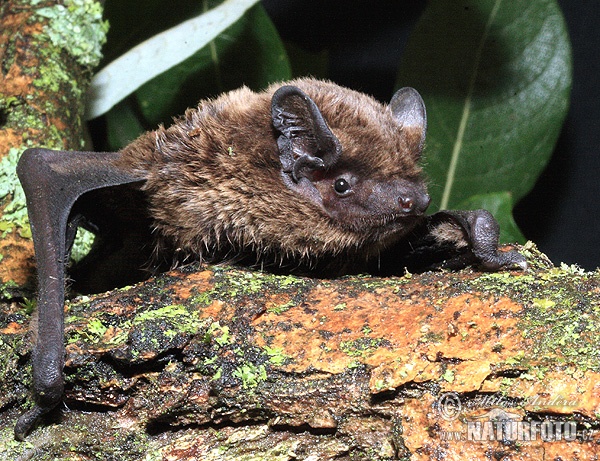 Netopier stromový (Nyctalus leisleri)