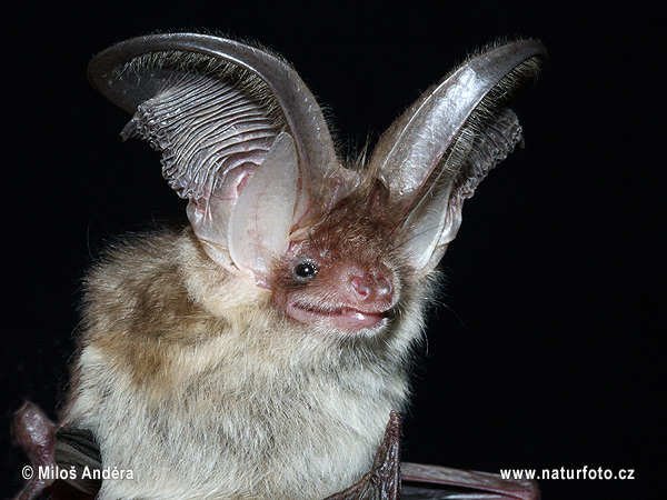 Netopier svetlý (Plecotus auritus)