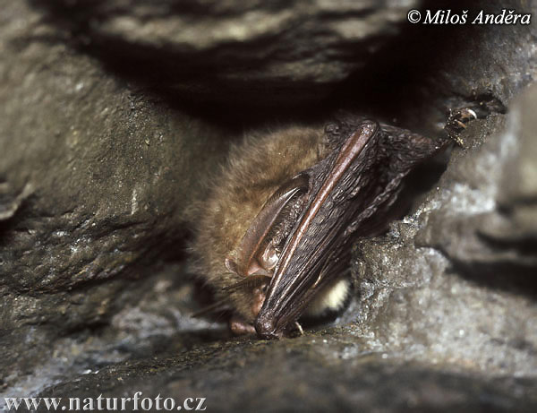 Netopier svetlý (Plecotus auritus)