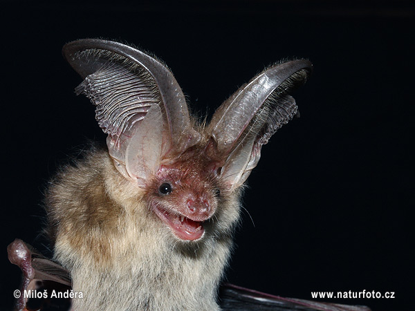 Netopier svetlý (Plecotus auritus)