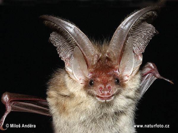 Netopier svetlý (Plecotus auritus)