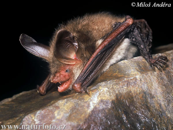 Netopier veľkouchý (Myotis bechsteinii)