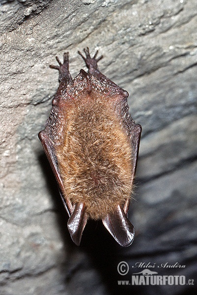 Netopier veľkouchý (Myotis bechsteinii)