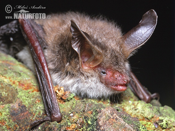 Netopier veľkouchý (Myotis bechsteinii)