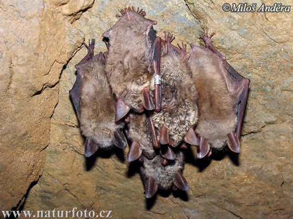 Netopier veľký (Myotis myotis)