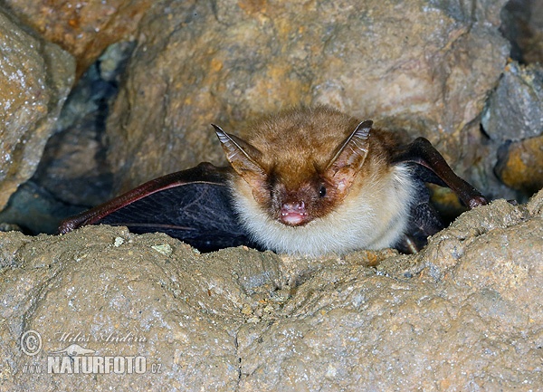 Netopier veľký (Myotis myotis)