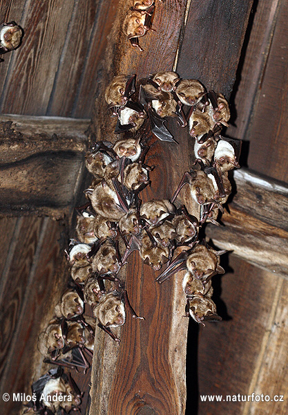 Netopier veľký (Myotis myotis)