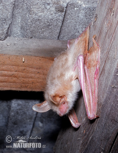 Netopier veľký (Myotis myotis)