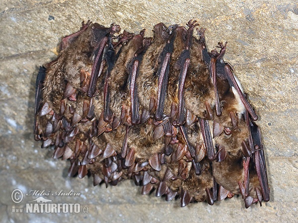 Netopier veľký (Myotis myotis)