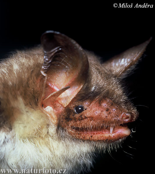 Netopier veľký (Myotis myotis)