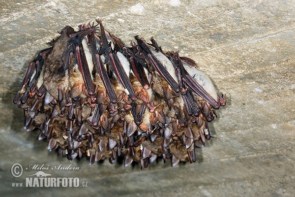 Netopier veľký (Myotis myotis)