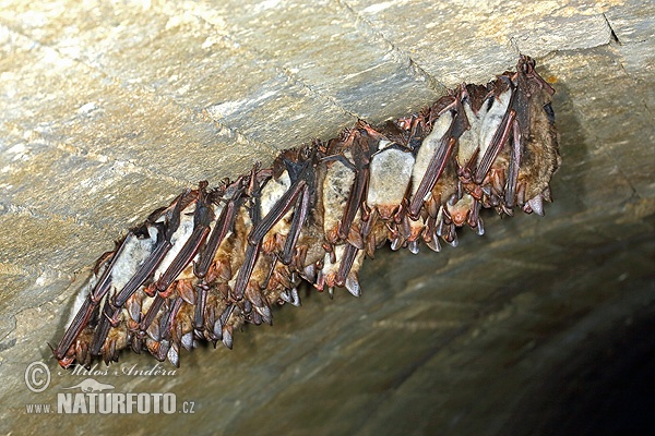 Netopier veľký (Myotis myotis)