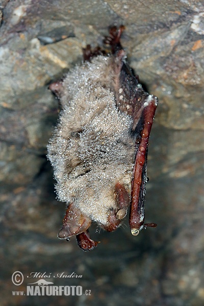 Netopier veľký (Myotis myotis)