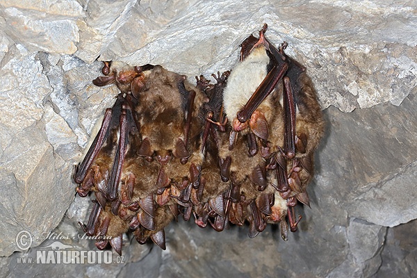 Netopier veľký (Myotis myotis)